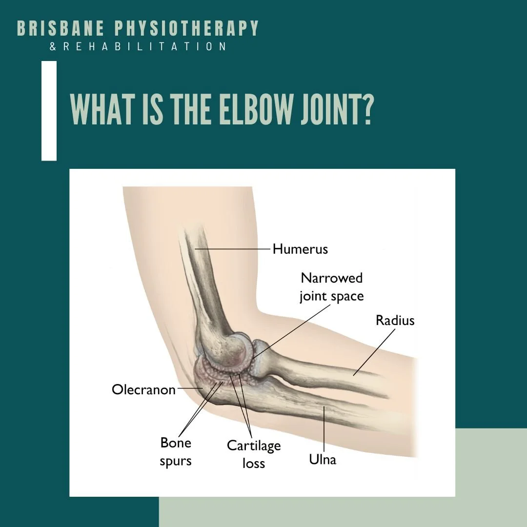 What is the Elbow Joint?