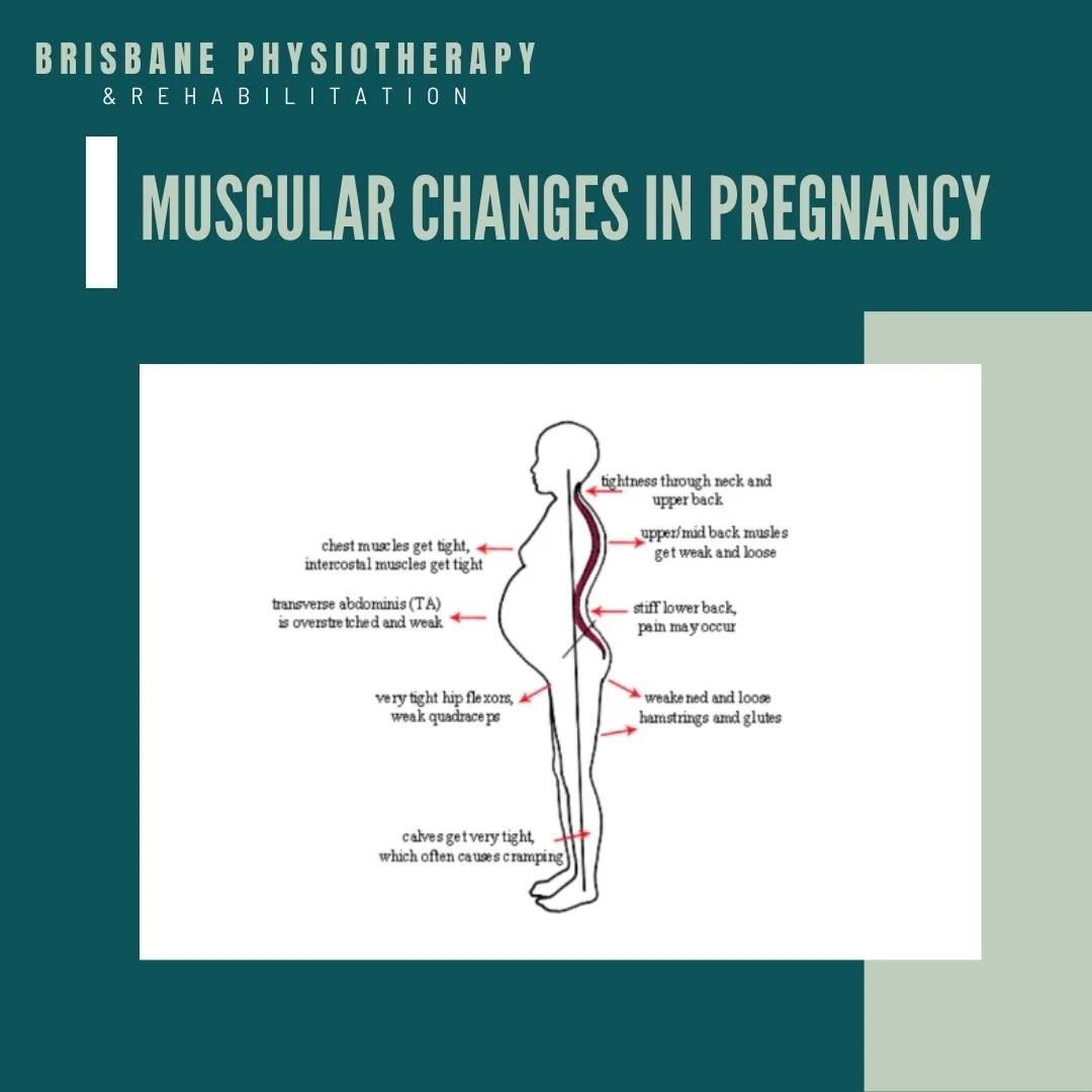 Muscular Changes in Pregnancy