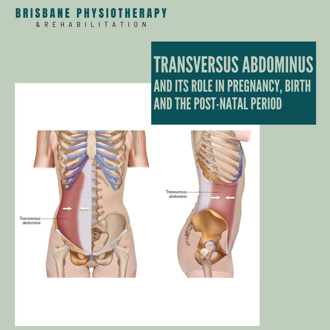 Transversus Abdominis and its Role in Pregnancy, Birth and the Post-Natal Period