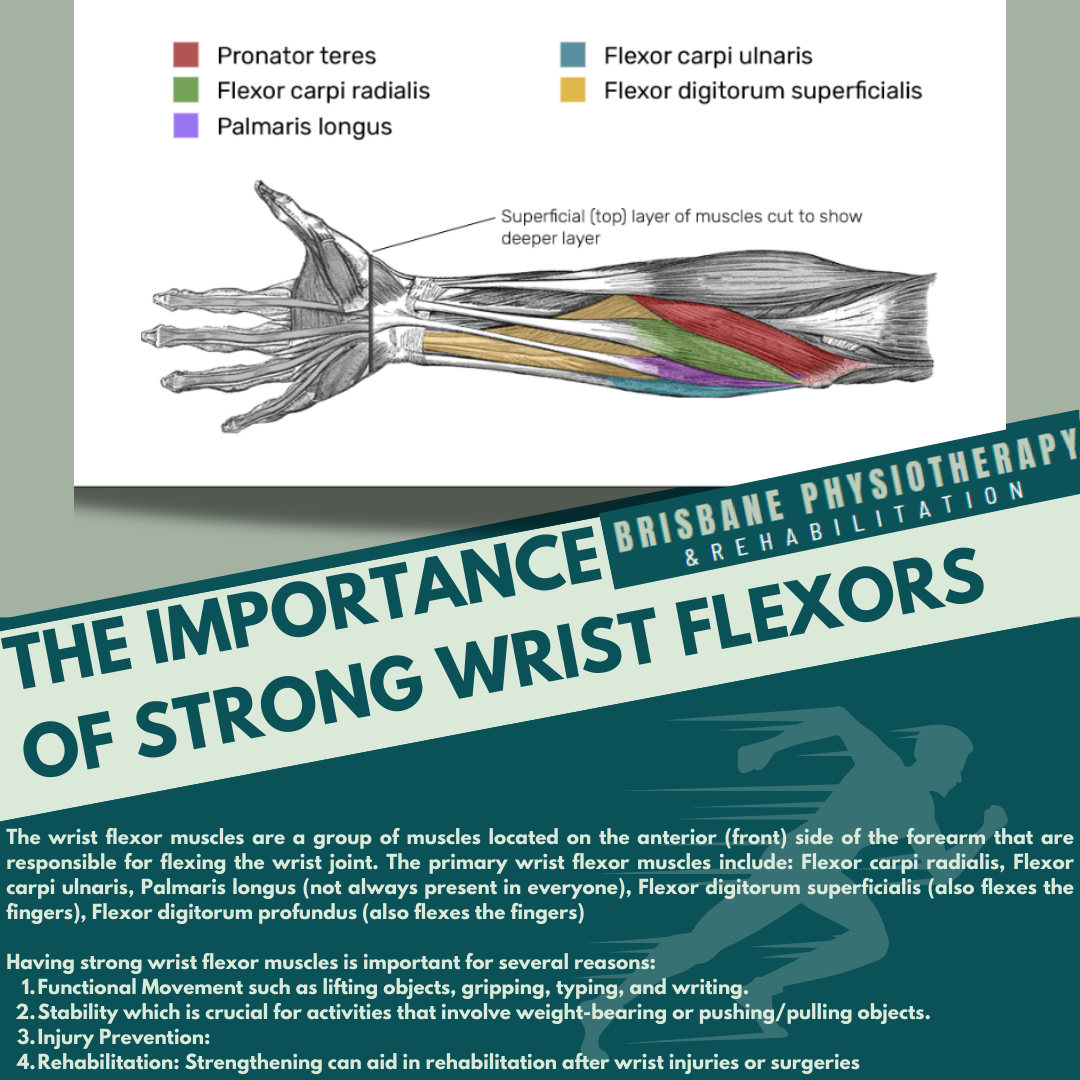 The Importance of Having Strong Wrist Flexor Muscles