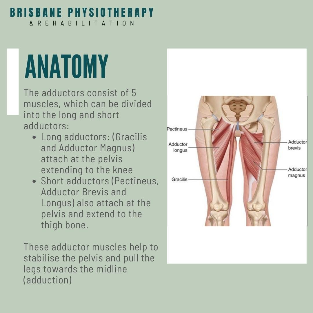 What is a Groin Strain - Brisbane Physiotherapy