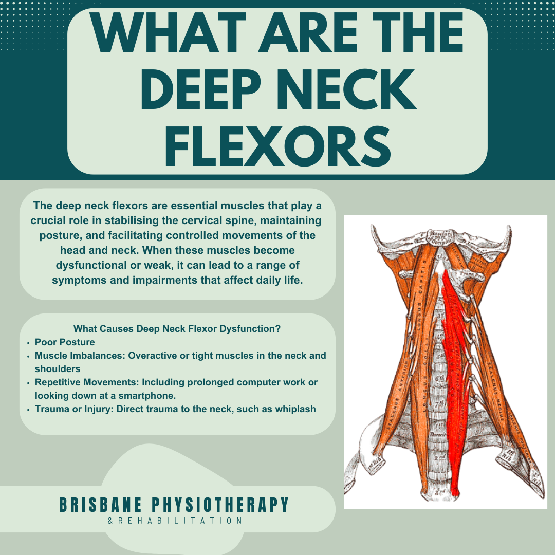 What are the Deep Neck Flexors?