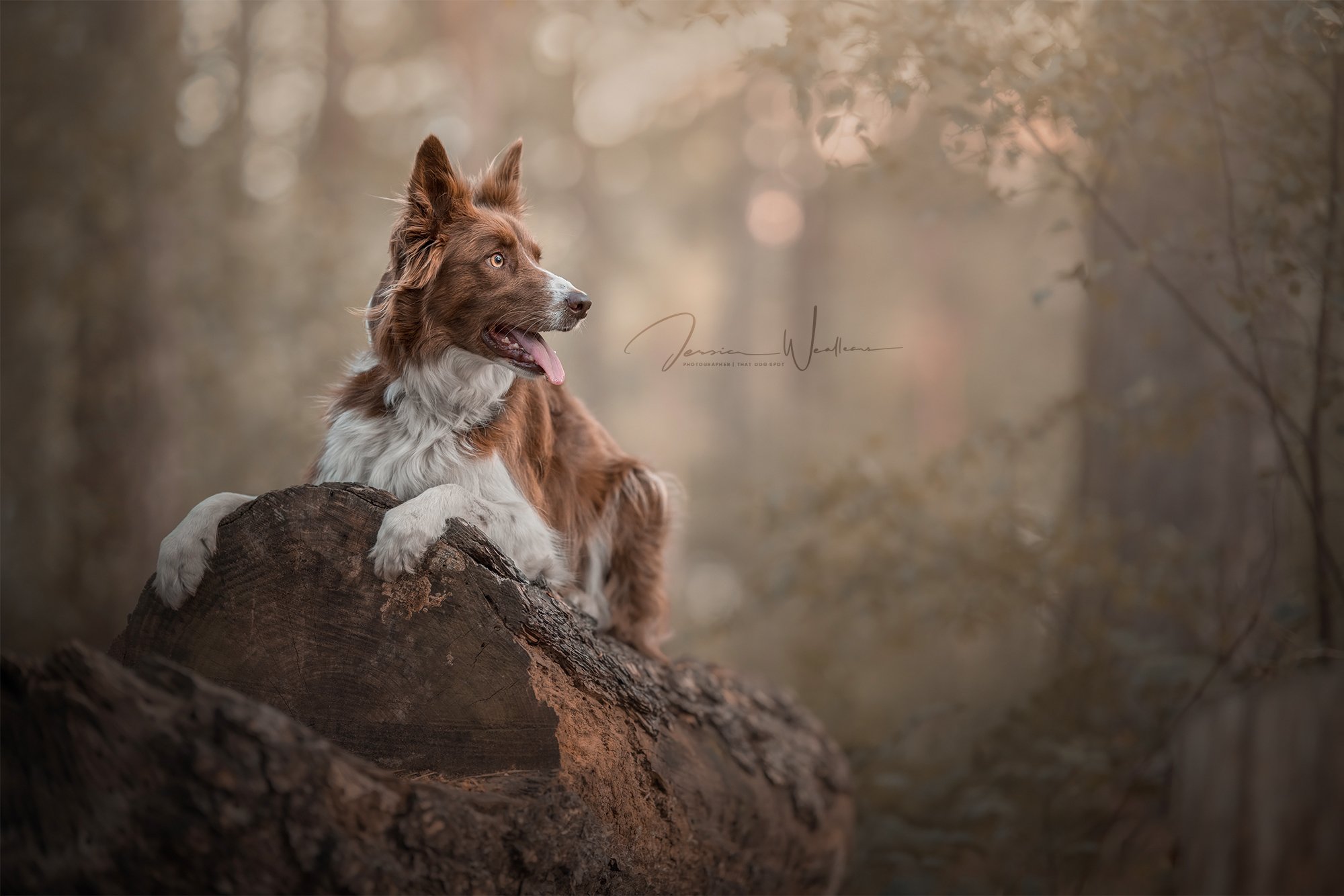 dog photography east yorkshire