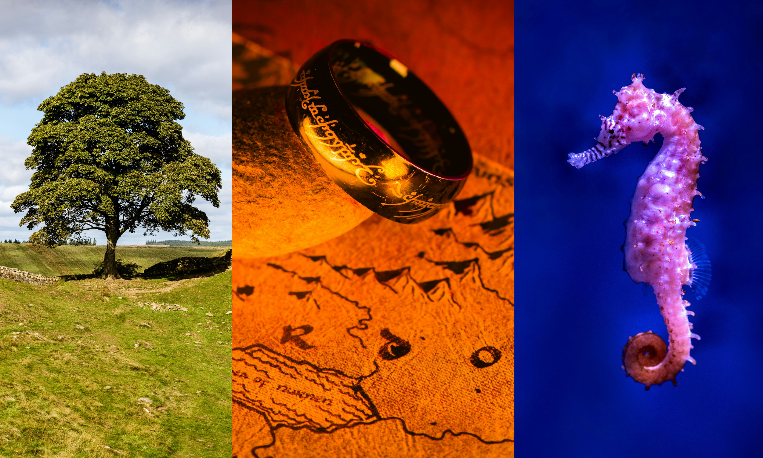 Inspired by civil wars, the Ring Wraith, and  a lack of badass girl knights.