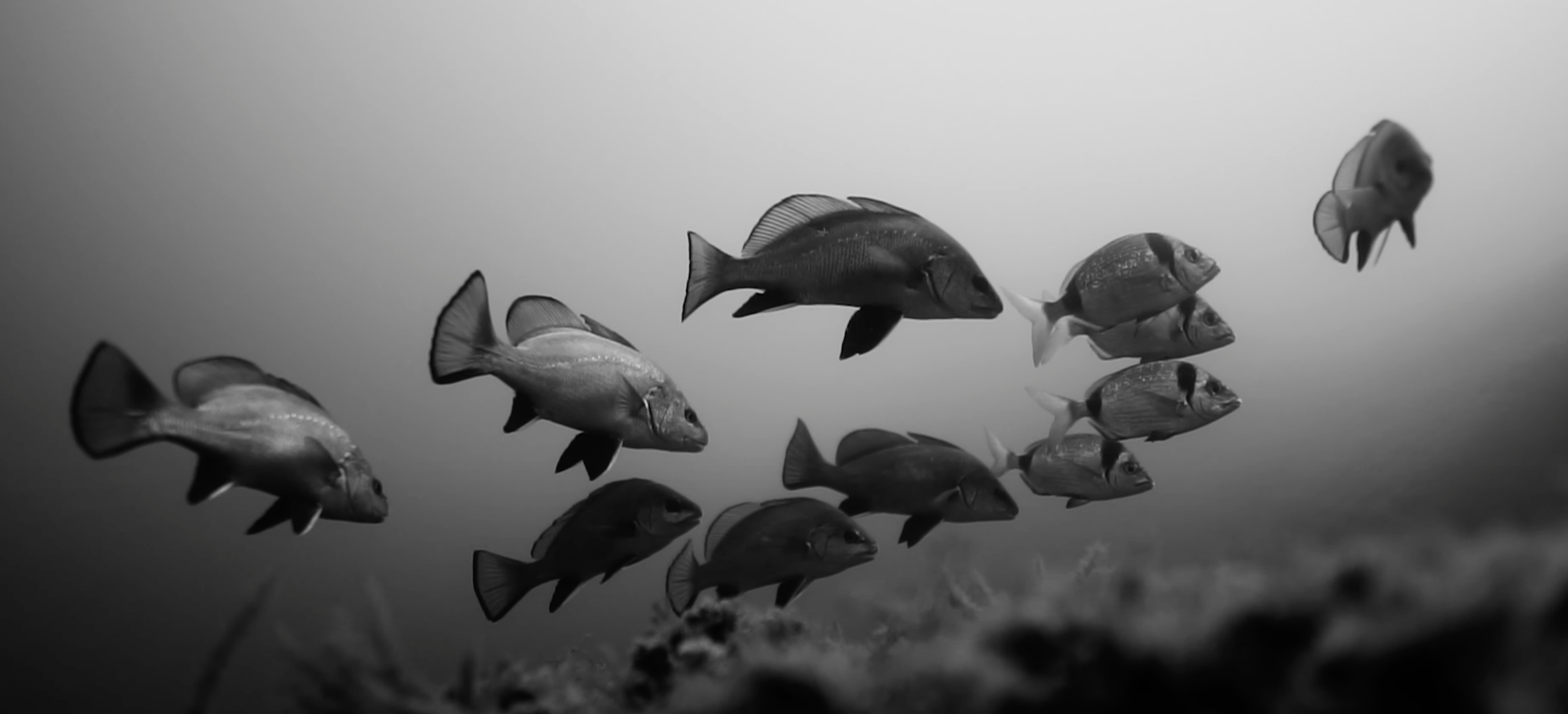 Flyingfish  École de chasse sous-marine et d'apnée en Méditerranée