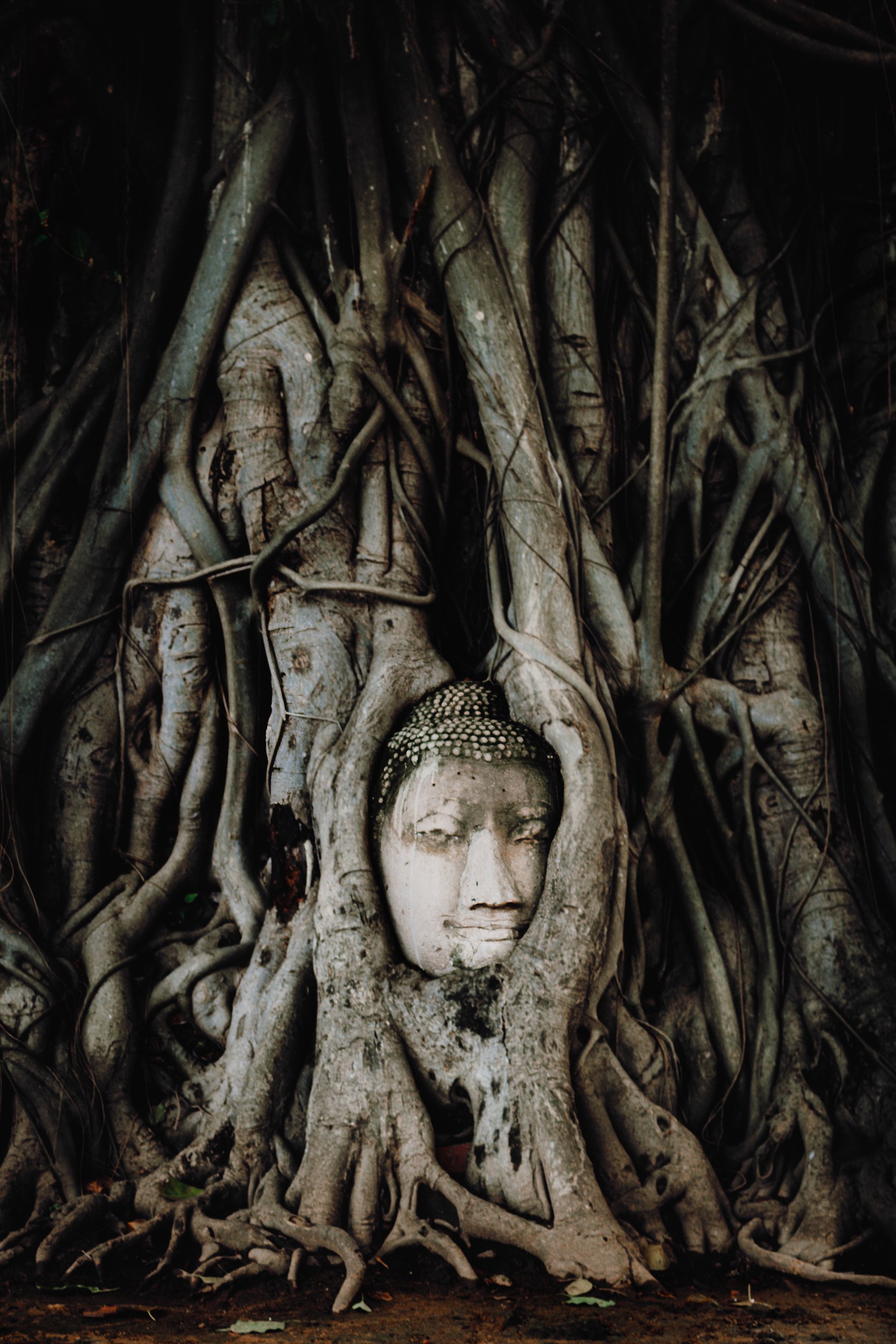 Sacred Buddha head encased in tree roots at Wat Mahathat, Ayutthaya, from the 14th century. The roots sheltered it during the 1767 Burmese invasion.