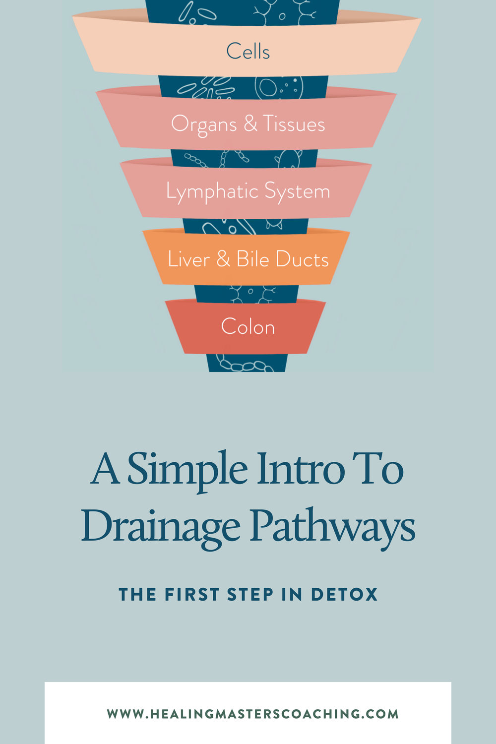 A Simple Intro To Drainage Pathways The First Step In Detox — Healing