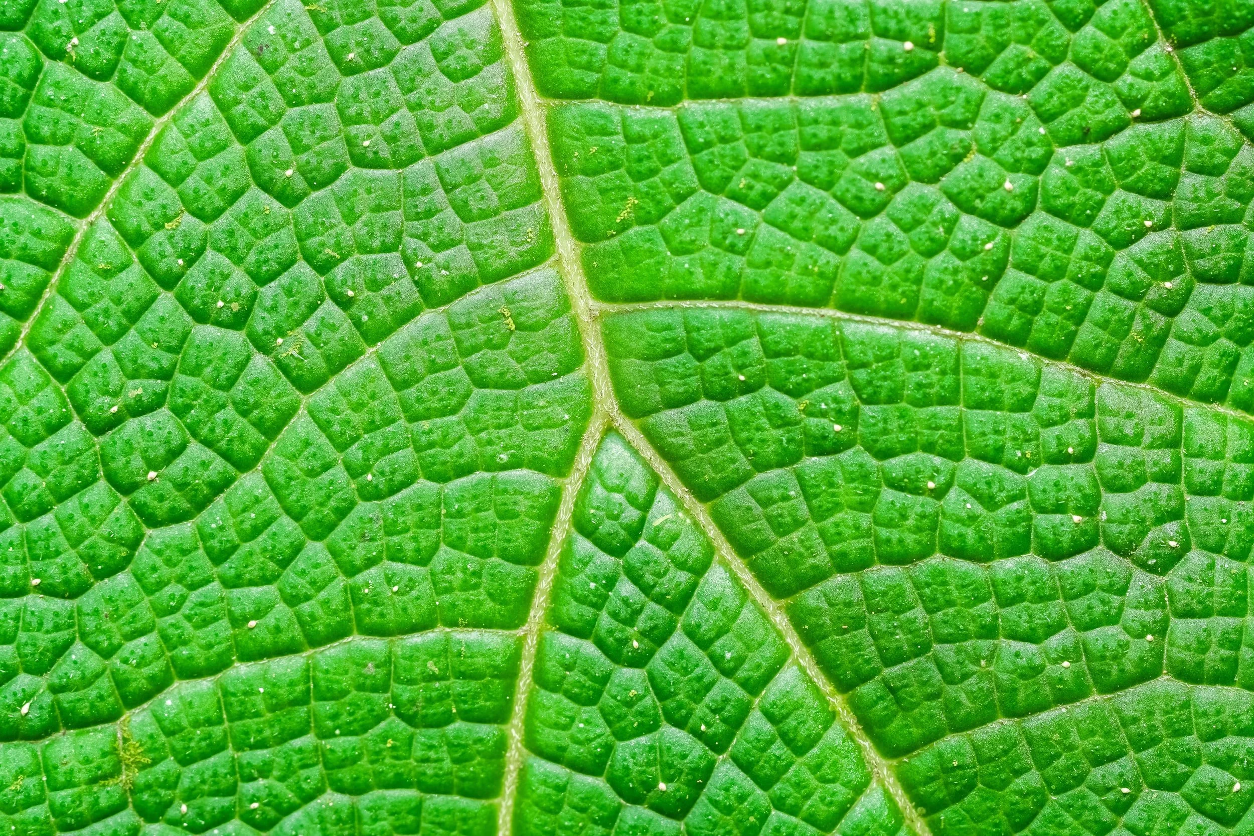 unsplash-image-LoOyzIcimHg.jpg