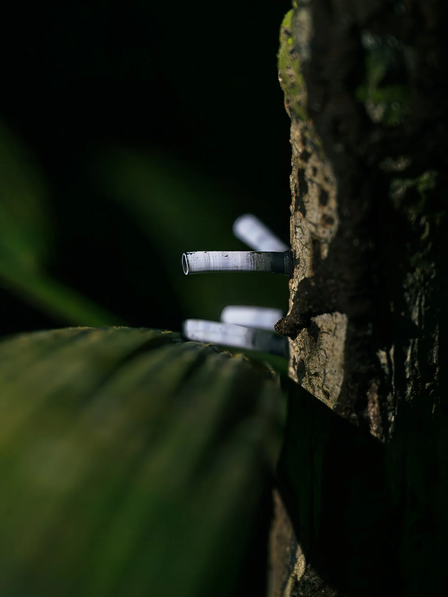 _Z635989-Edit.jpg