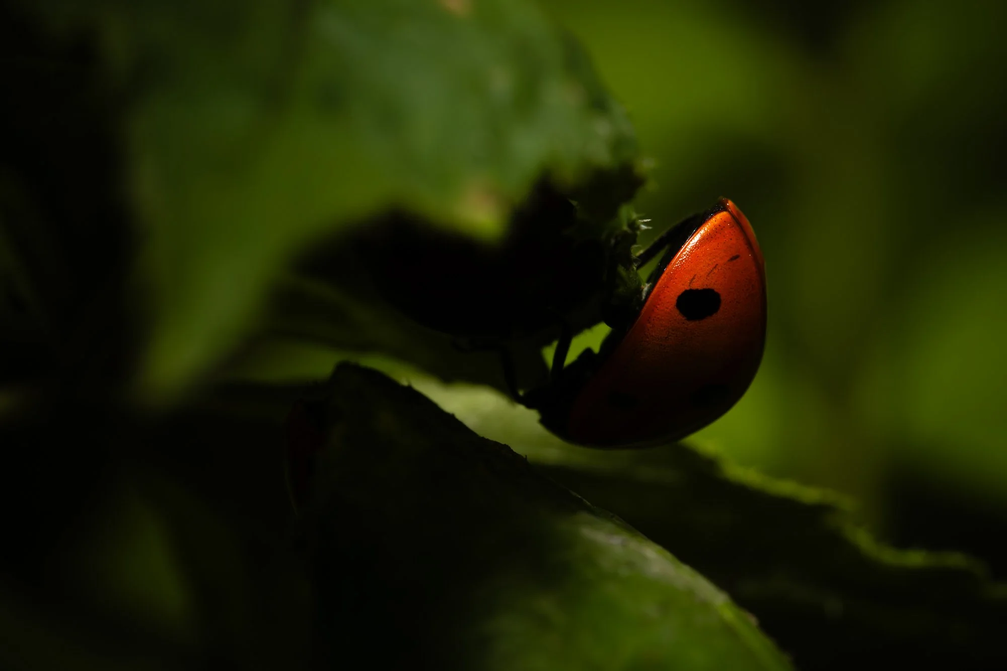 Wildlife