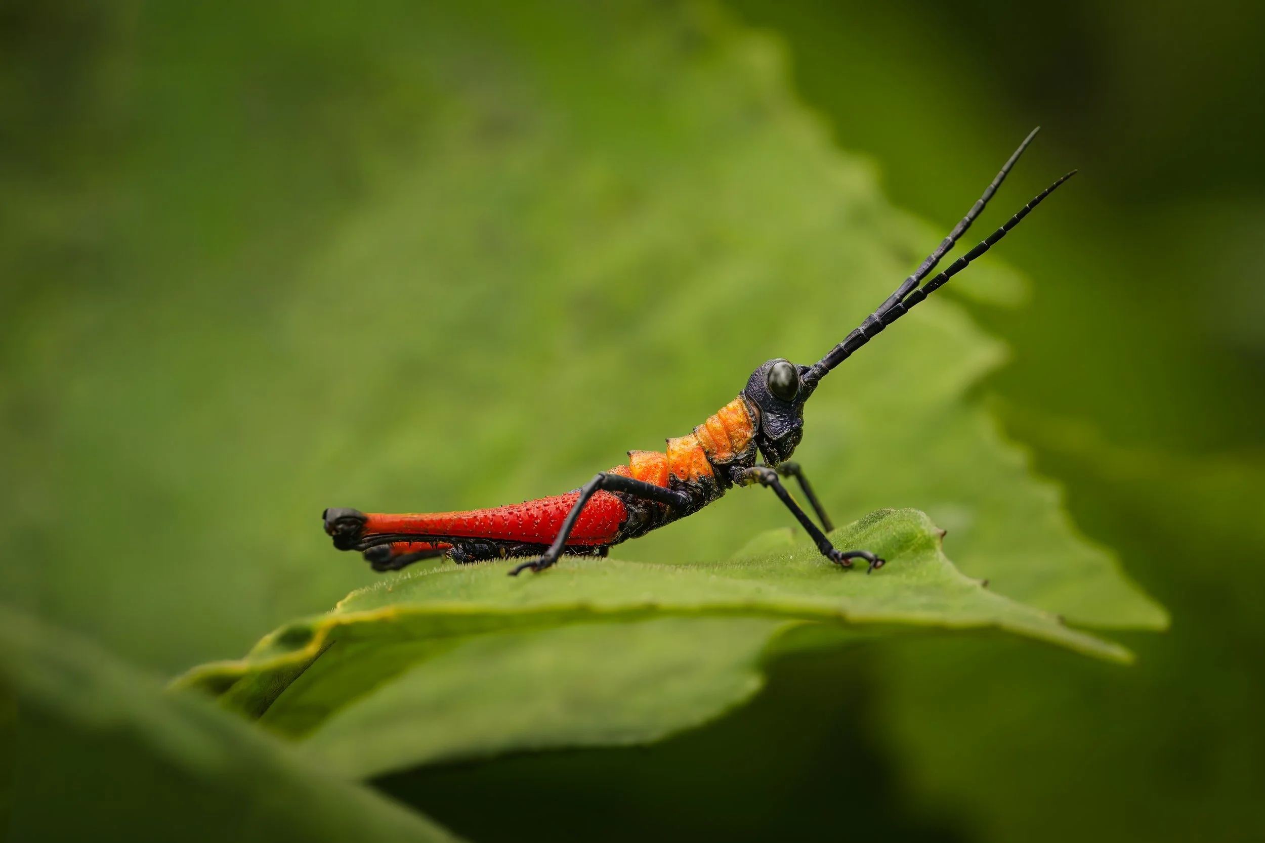 lc_grasshopper1-3.jpg