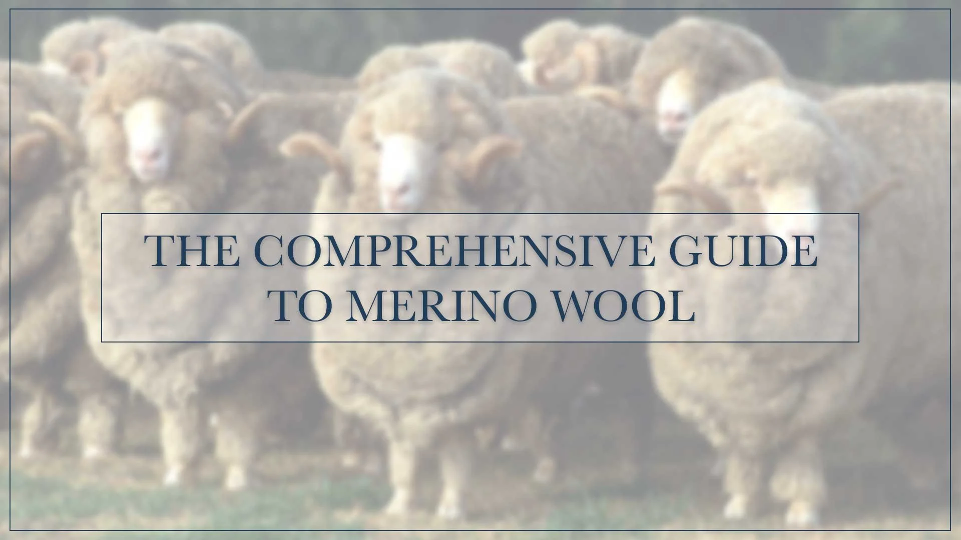 The Comprehensive Guide to Merino Wool