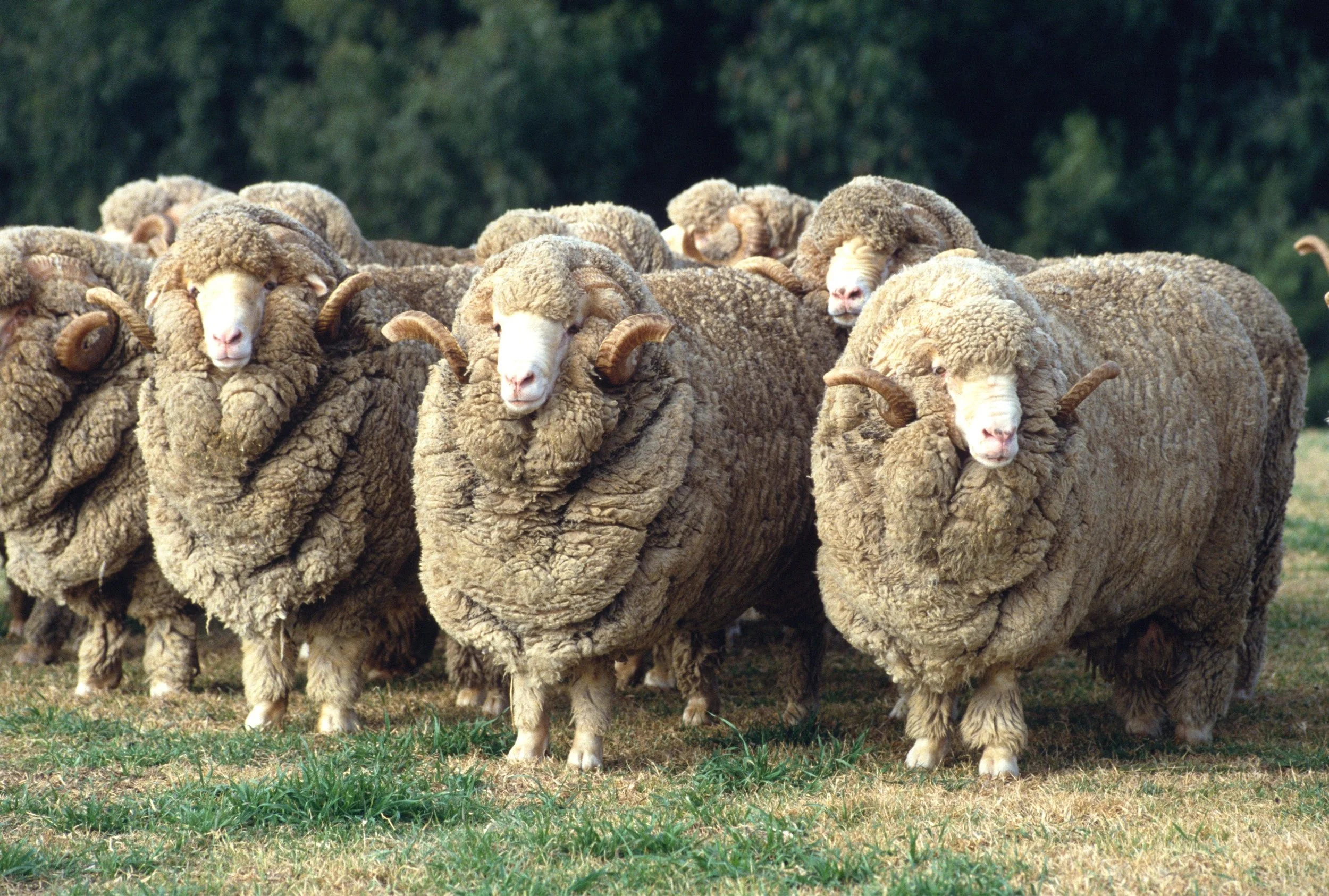 merino wool custom suits