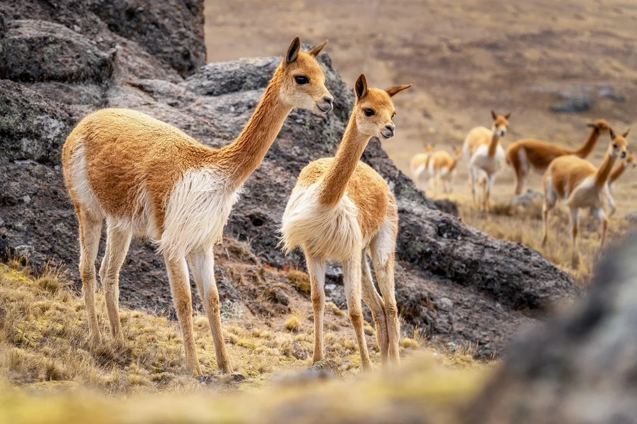 bespoke vicuna suits UAE