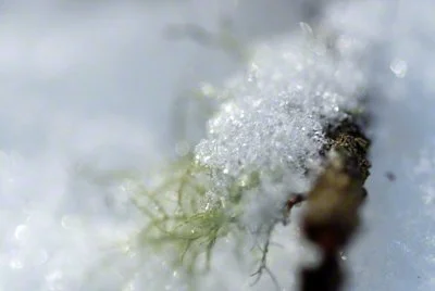 Mosssnow.jpg