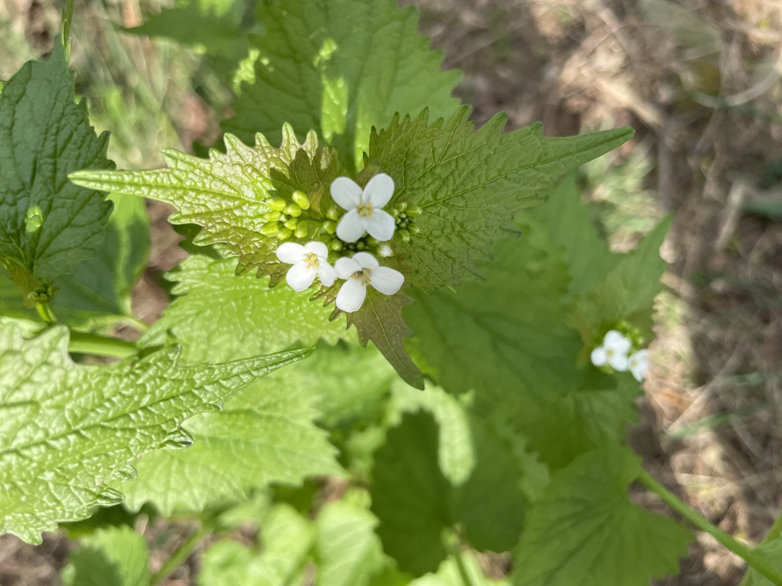 Nature-Inspired Journal Prompts