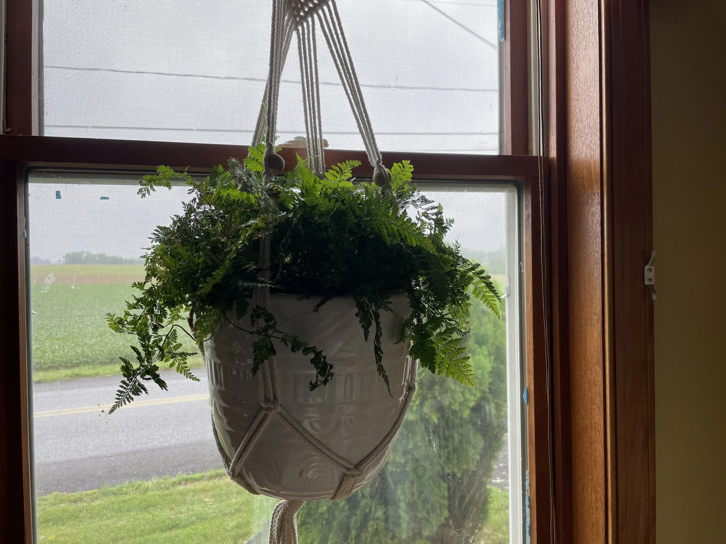 Plants in the Studio