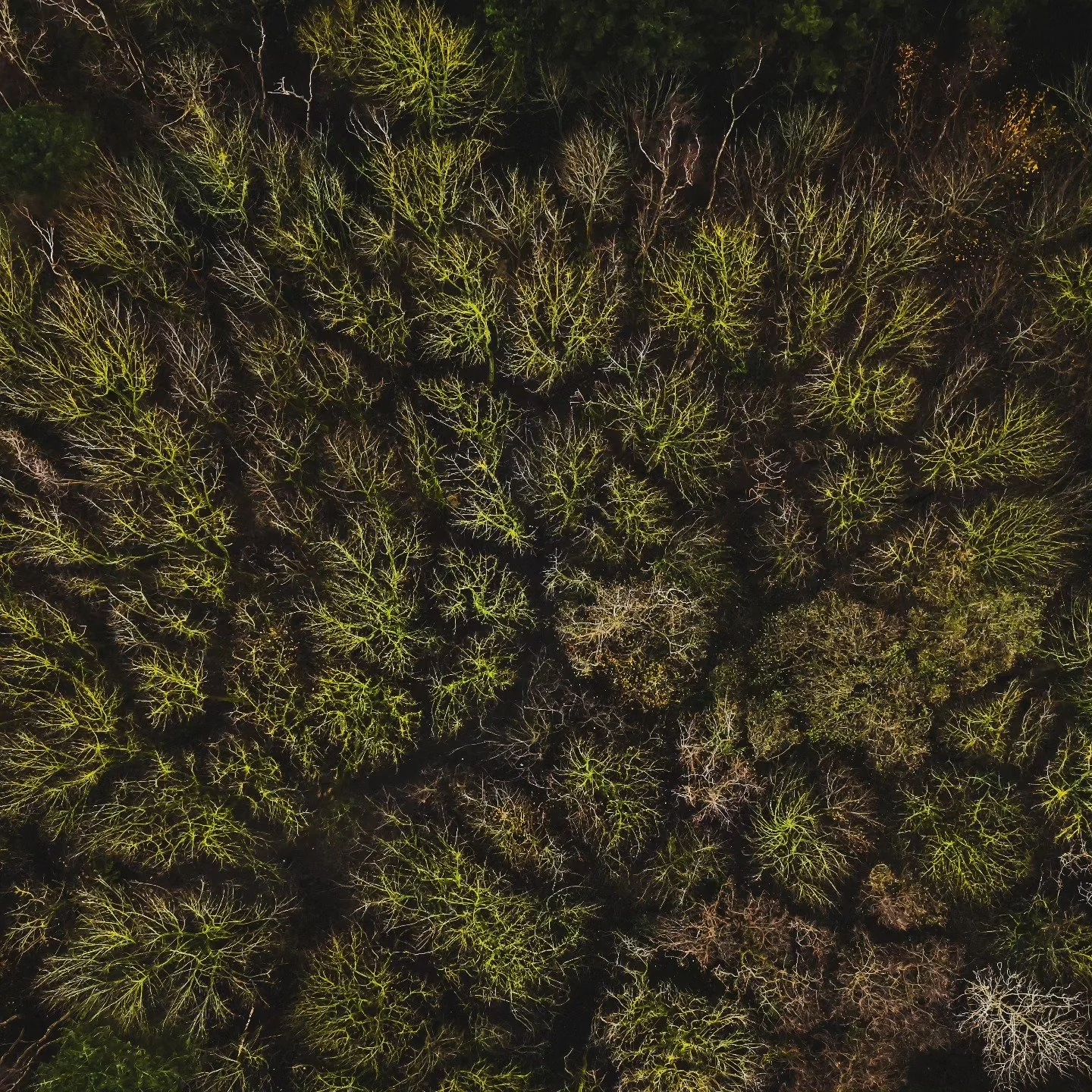 Aerial shot of @ntformby woods. 🌲📸
.
.
.
.
.
#formby #woods #aerialphotography #dronephotography #treephotography #trees #winter #dji