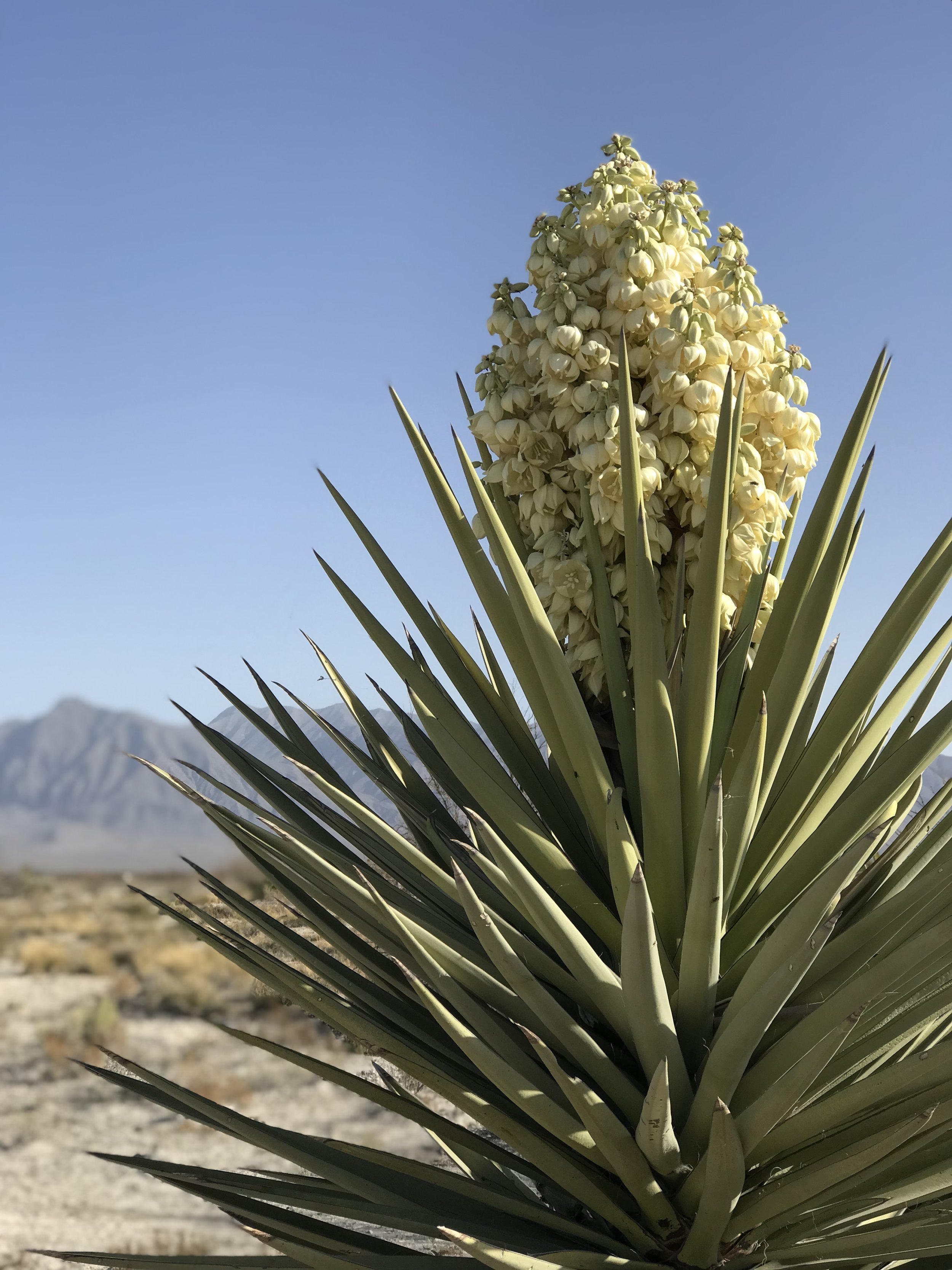 Desert-Oasis-Cuatro-Cienegas-Flor-di-Tao.jpeg