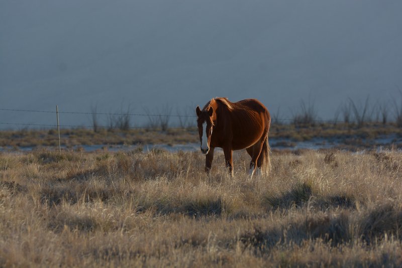 wild-horses-cuatro-ciengas.jpg