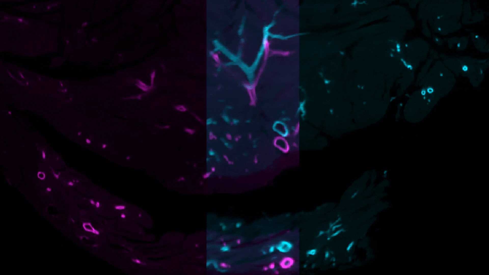 Stitching and alignment preview for 3D tissue imaging data