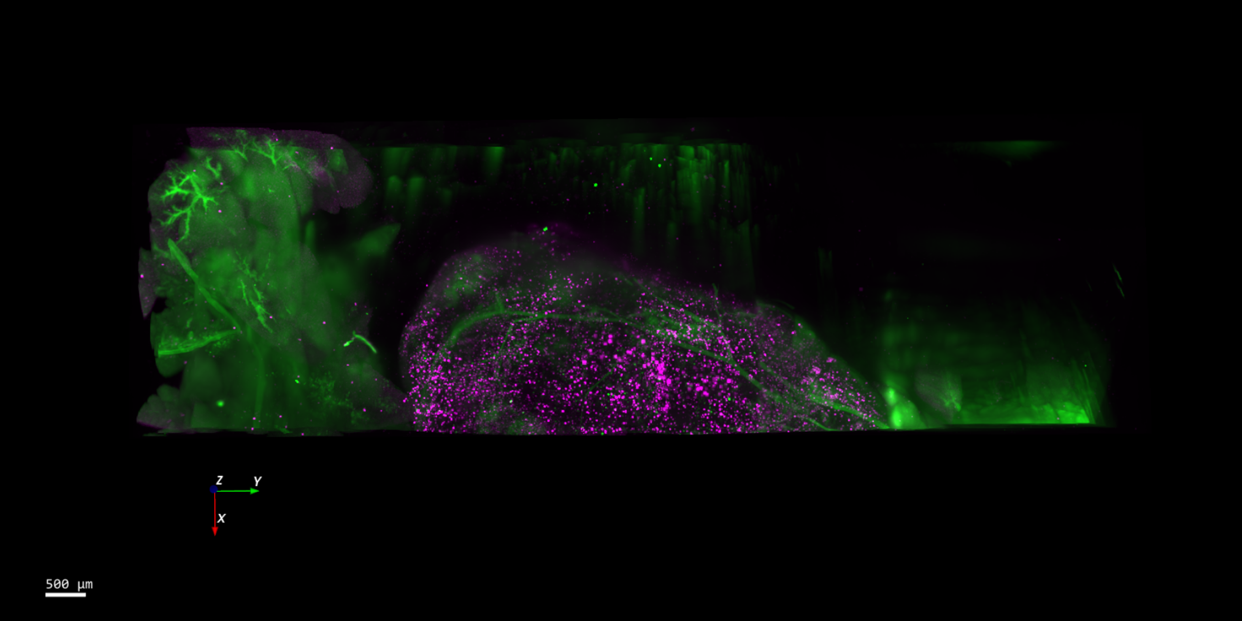 Mouse pancreatic cyst