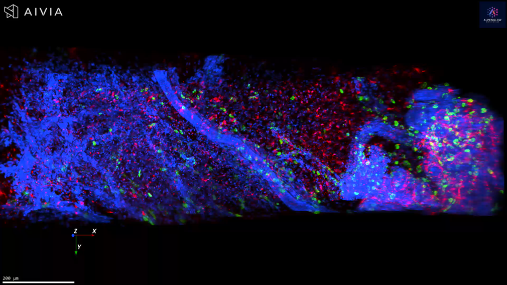 Whole-Tissue 3D View of Mast Cell–Nerve Crosstalk