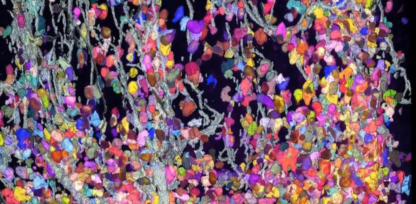 Quantifying Biology at Scale with AI and 3D Tissue Imaging