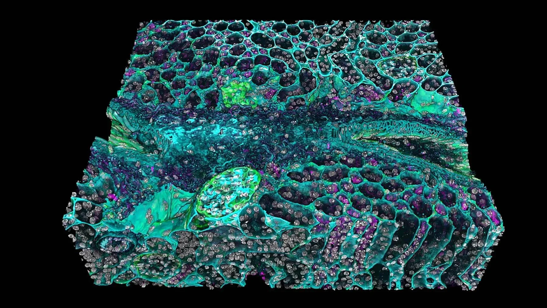 3D imaging of mouse kidney