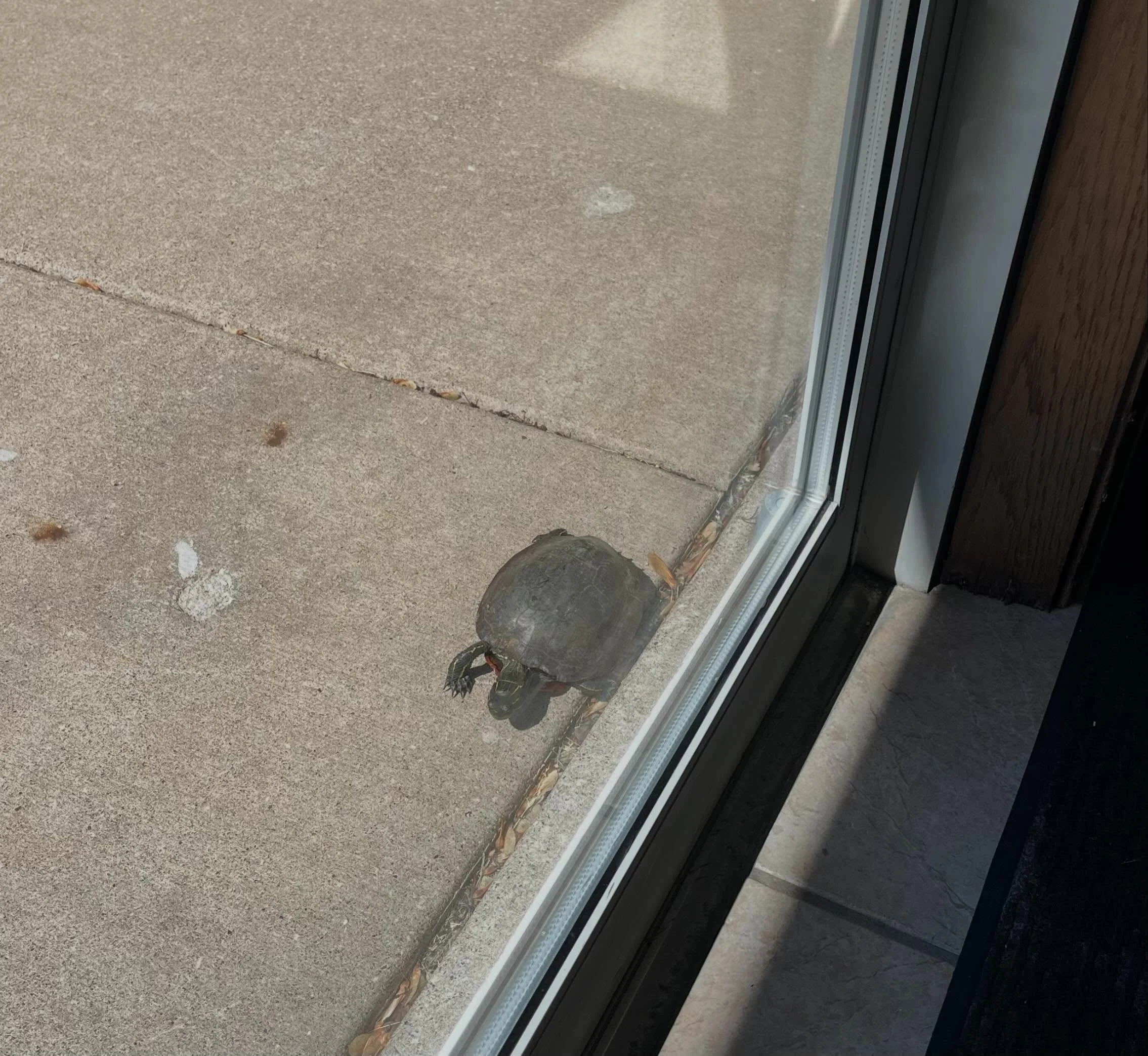 We had a little visitor come to the front door today! She must have heard how amazing the chiropractors, massage therapists, and support staff are at River Valley Chiropractic&hellip;lol. Don&rsquo;t worry, we made sure she made it to the grass safel