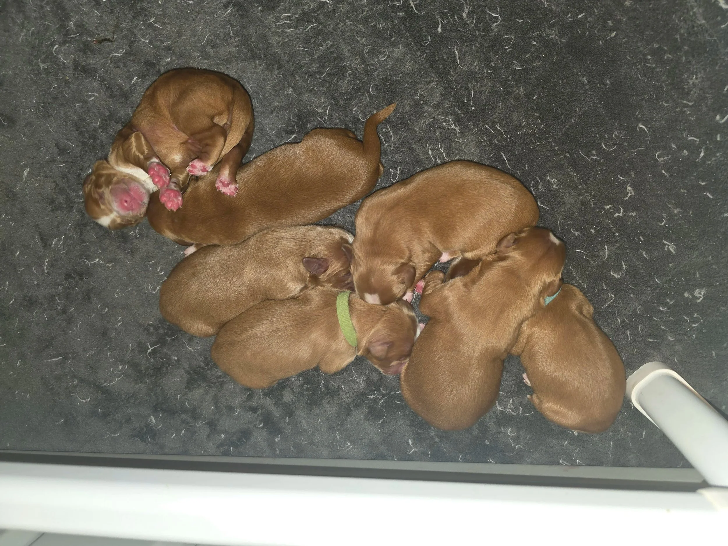 Dixies First Litter March 2026 