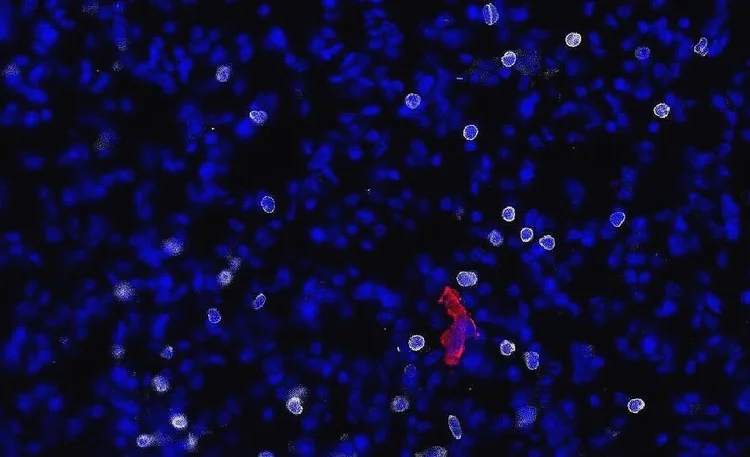 The Chan Lab