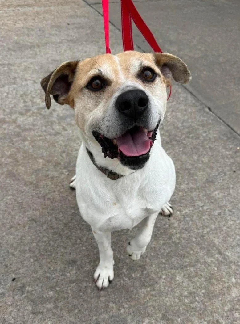 A cheerful tan and white dog sitting on pavement, with its tongue out and smiling.