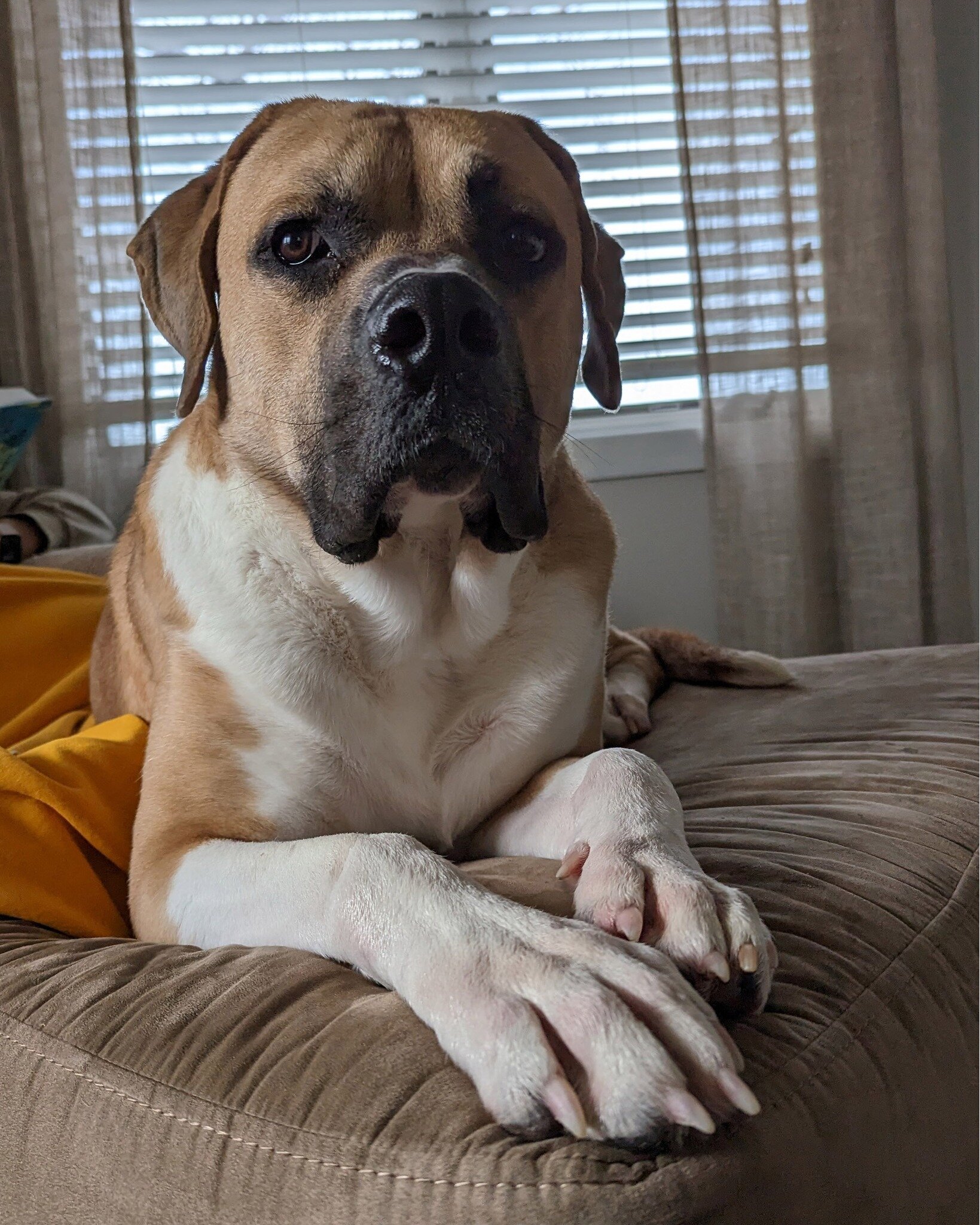 ==== ADOPTABLE Update ==== 
Update from Max's foster home.

Max is the absolute BEST BOY! Potty trained/house broken and he loves to snuggle, to play, and he thinks he&rsquo;s a lap dog. At only a little over year old, he&rsquo;s still learning to no
