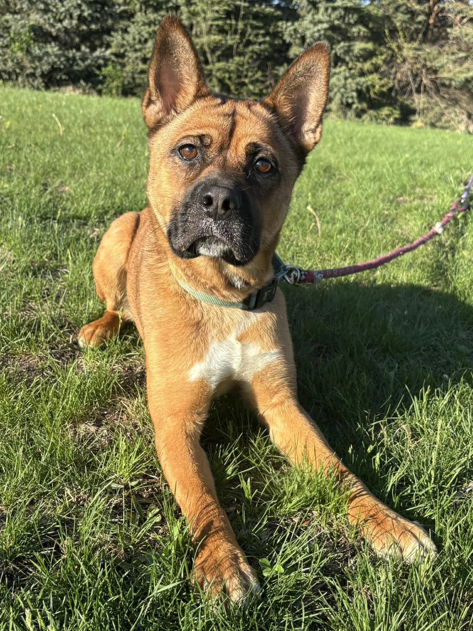 Close up of tan dog with pointy ears laying in the grass