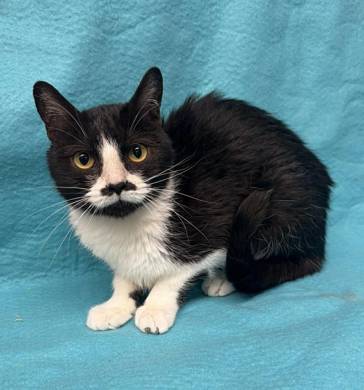 Black and white tuxedo cat with a black mustache pattern on face