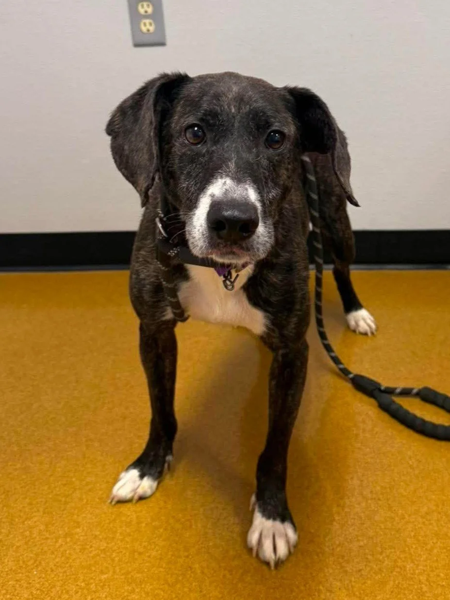 Close up of brindle dog with white markings