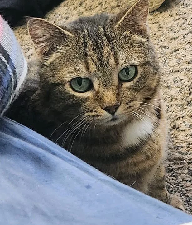 A brown and black tabby cat sitting on a carpet floor