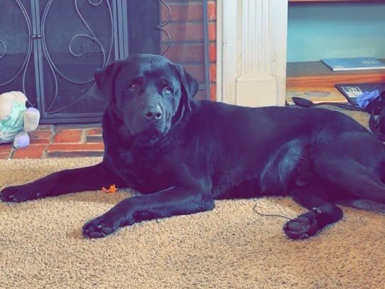 A black dog laying inside the house