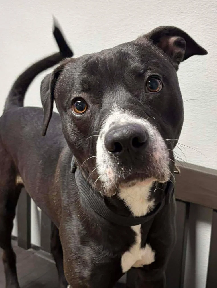 Close up of black and white dog with a concerned look on his face while standing on a bench.