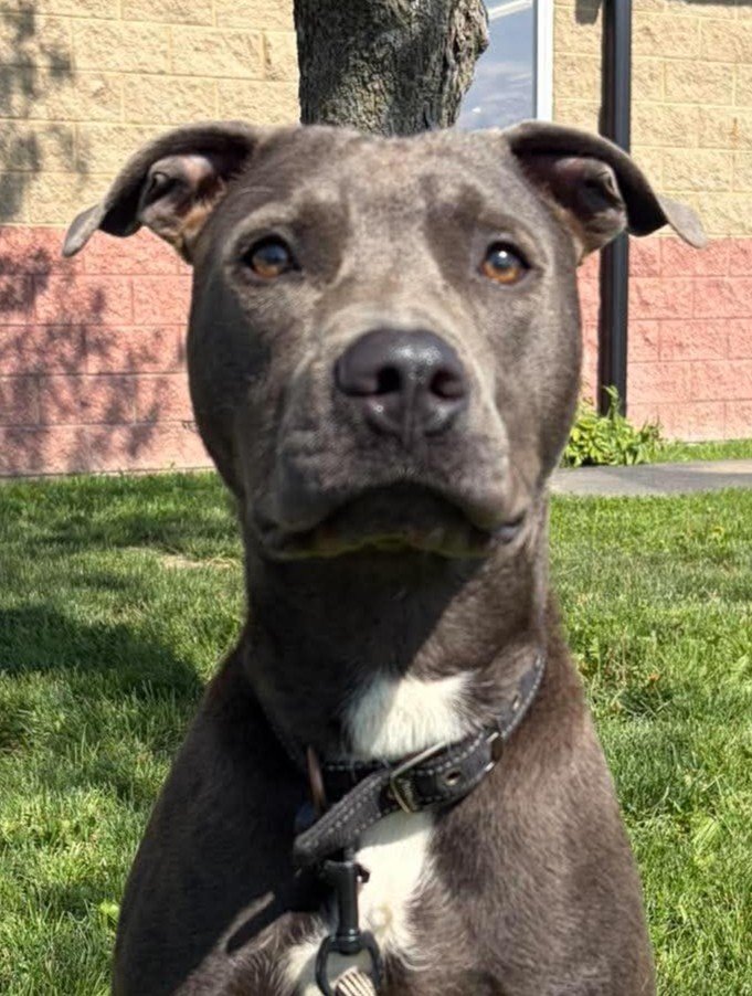 A grey and white dog sitting in the grass outside a brick building