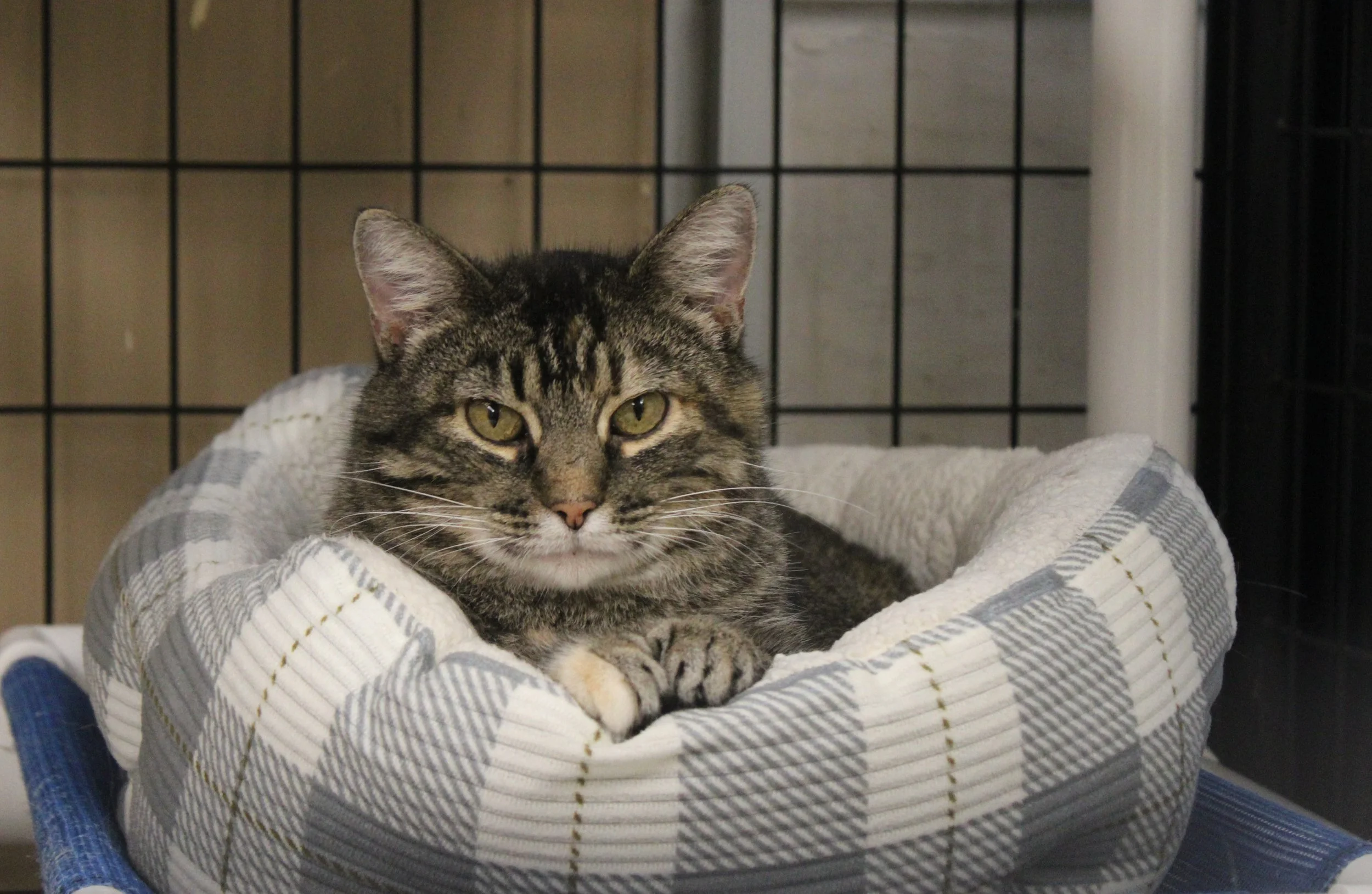 A brown and black tabby cat laying in a plaid bed