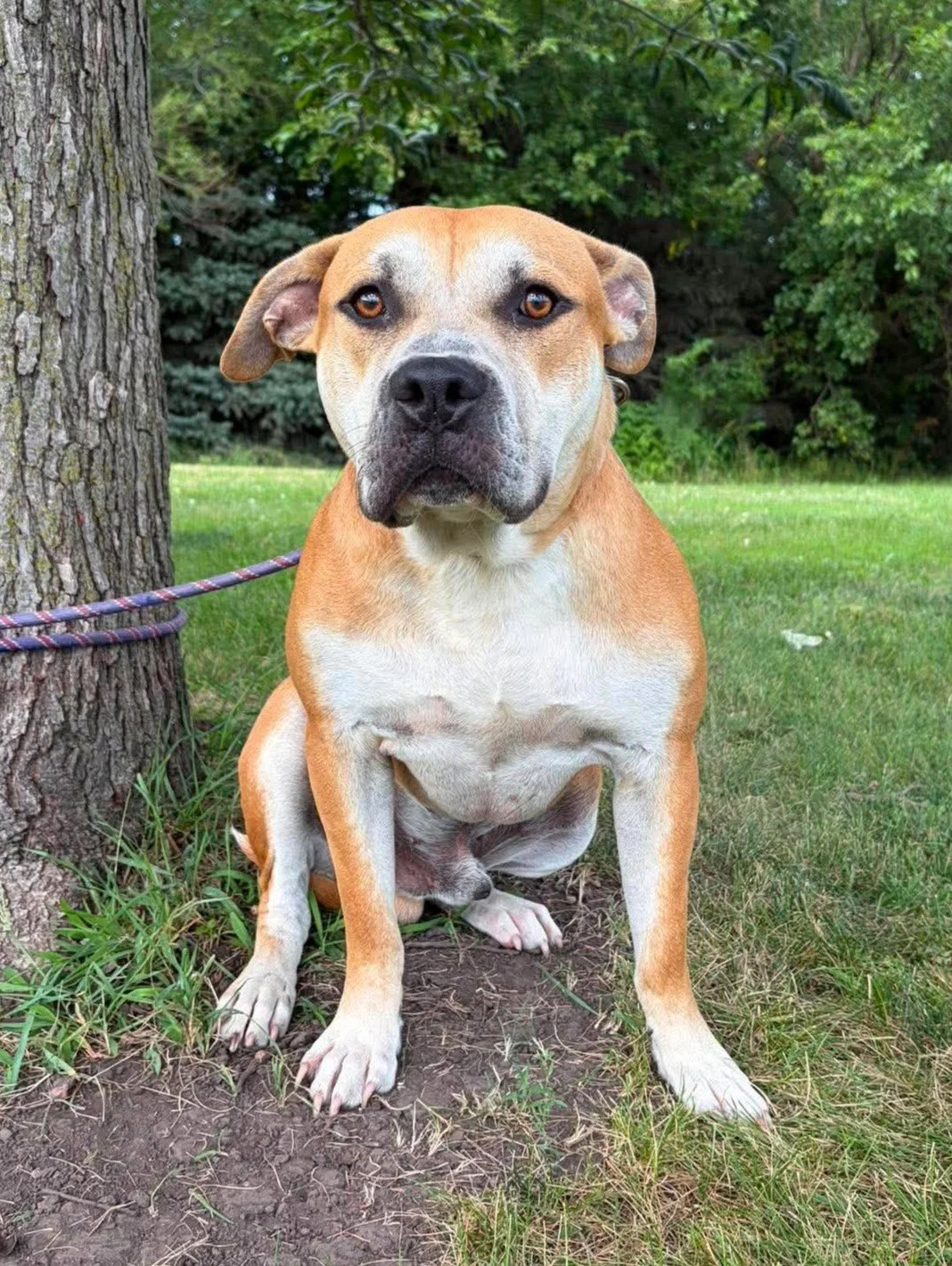 A reddish brown dog sitting in the grass under a tree