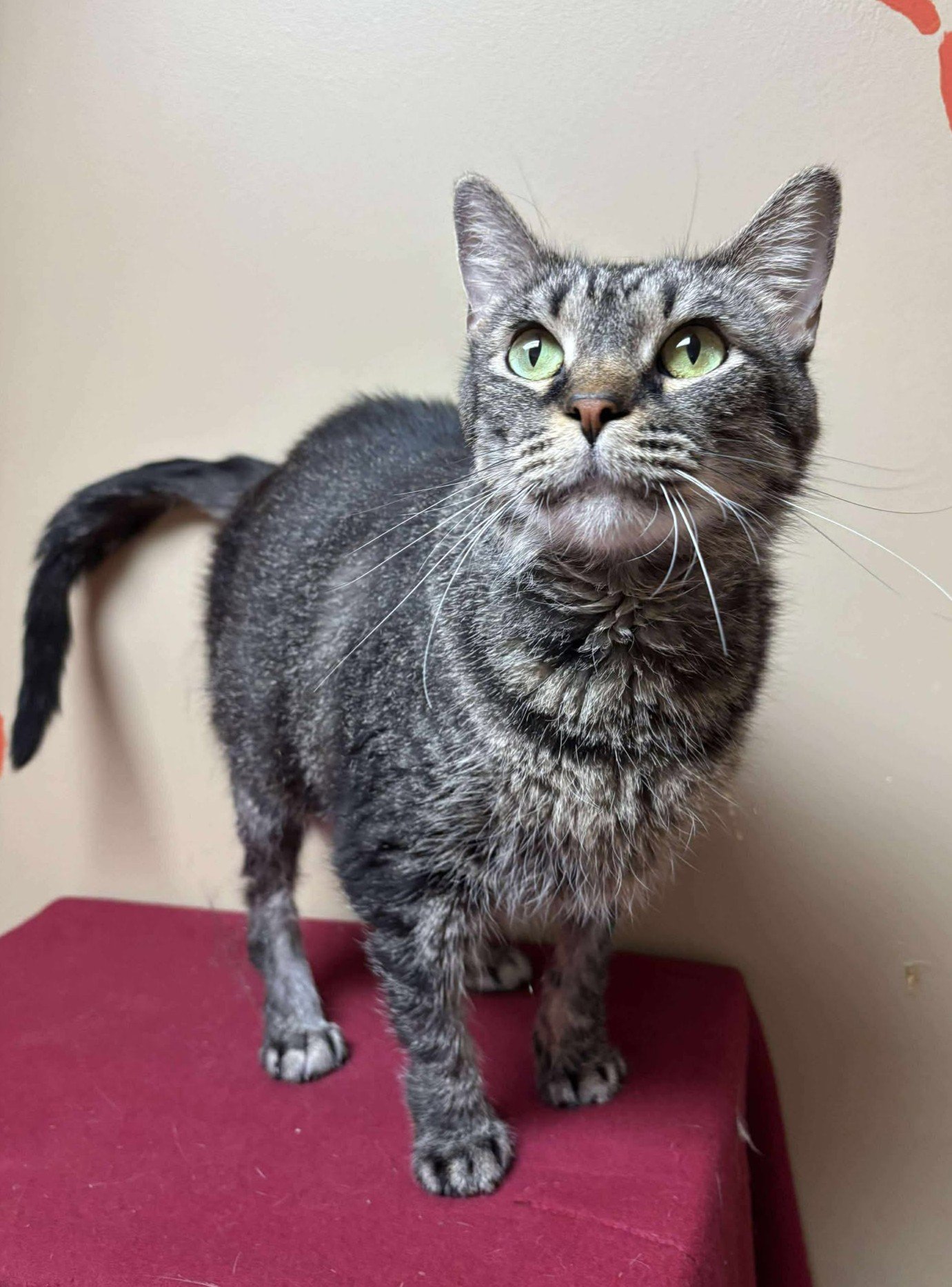 A grey tabby, cat with green eyes and pink nose standing on a red surface indoors