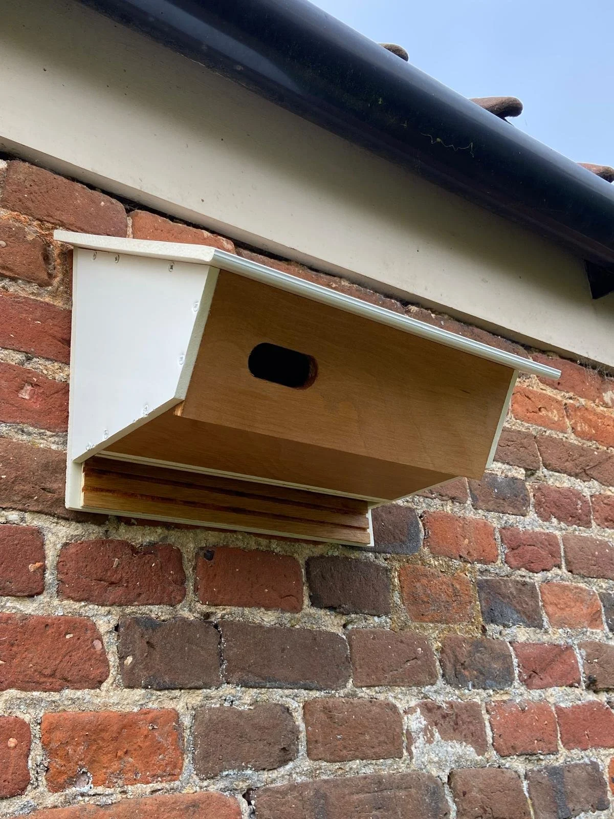swift box bat roost garden bird ecology