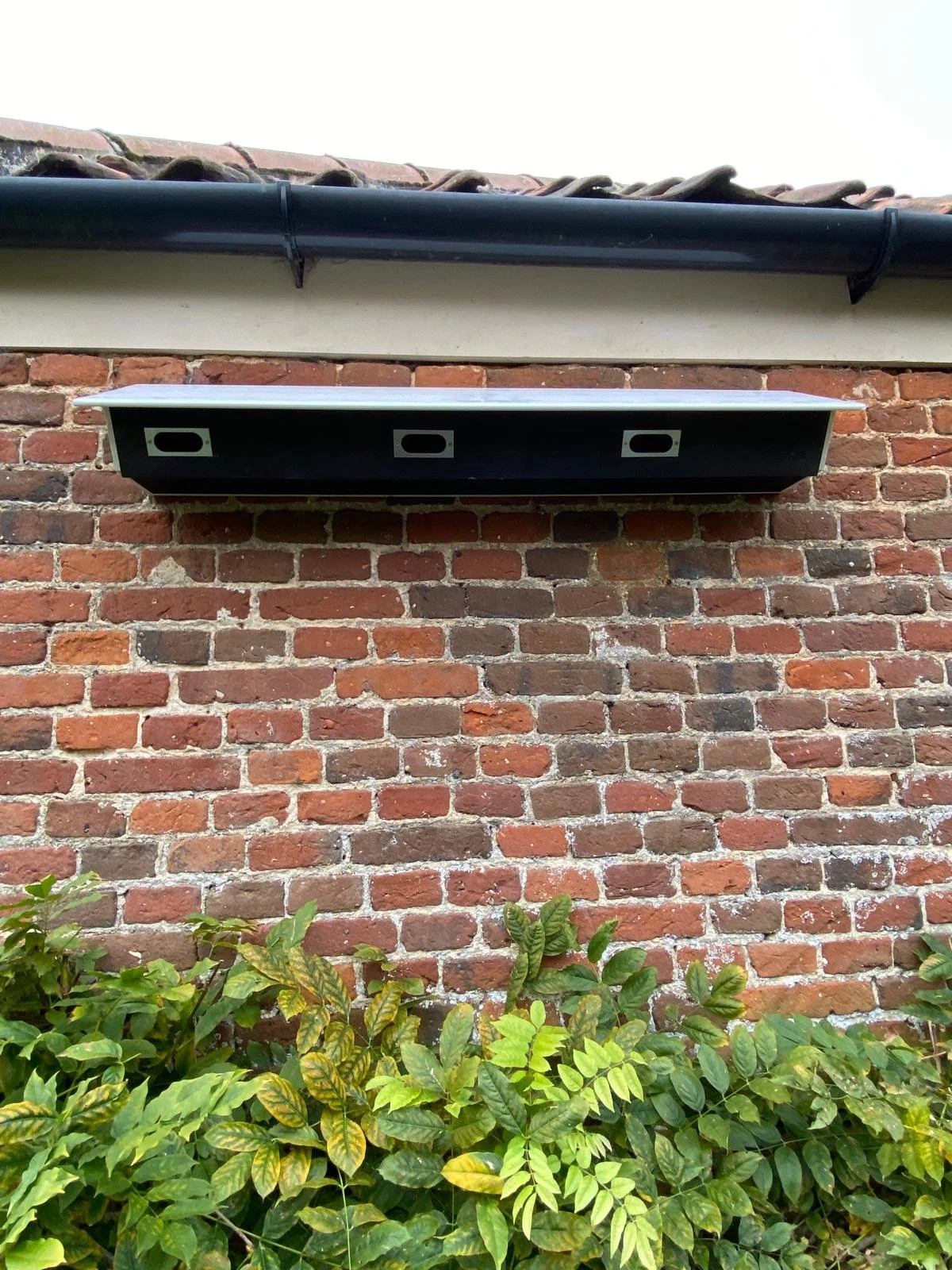 swift box household garden birds ecology