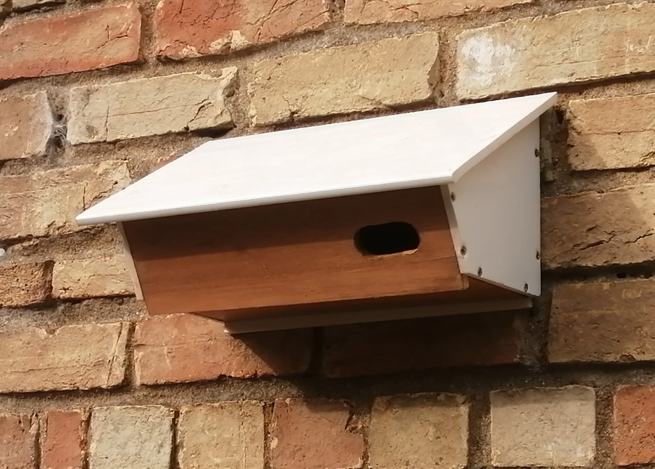 swift bird box garden ecology products