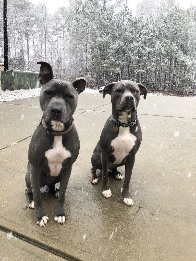 Ash and Ollie, our “shop assistants,” showing off their serious faces in the snow while secretly plotting how to ask for more snacks.