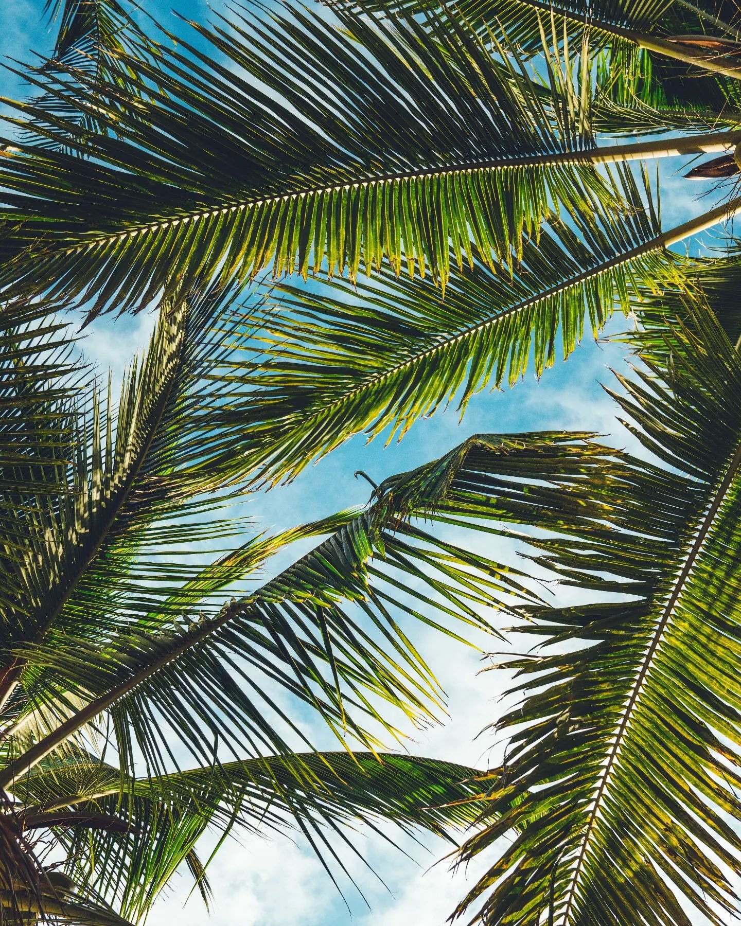 #London #UK #Losangeles #California #Fashion #Design #Fabric #Art #Colors #Brand #Trend #Style #Floral #Print #Lifestyle #Outfit #fashionblogger #beautiful #dress #Clothings #likes #palmtrees #vacation #cool #Fashiondesigner #fashionstylist #summer #