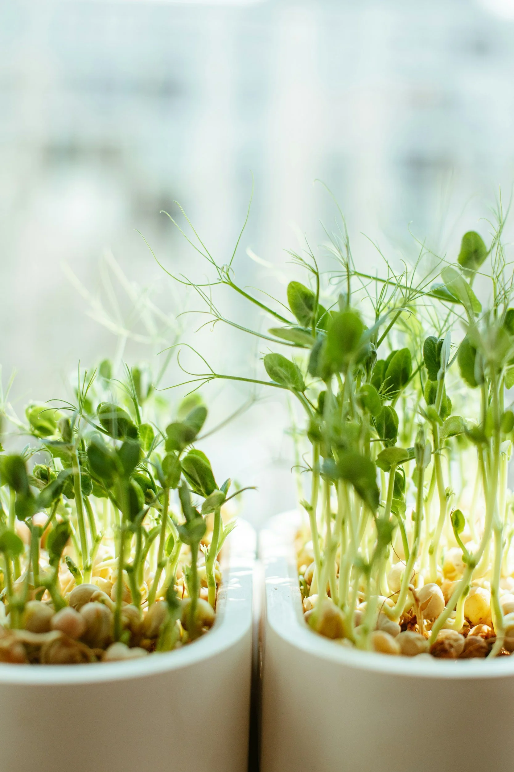 Microgreens for Nutrition: How Much to Eat Per Day — Wellness With Kaelyn